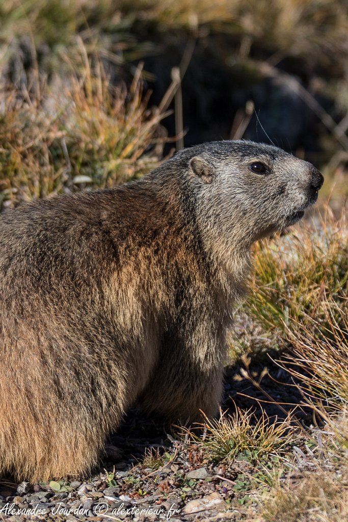 Marmotte (Marmota marmota)
